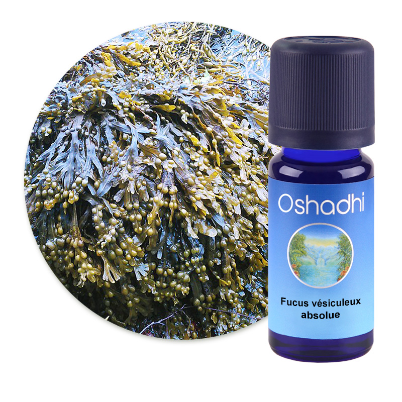 Fucus vésiculeux, absolue [1008]