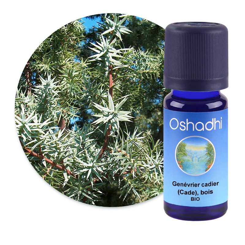 Genévrier cadier (Cade), bois [1222]