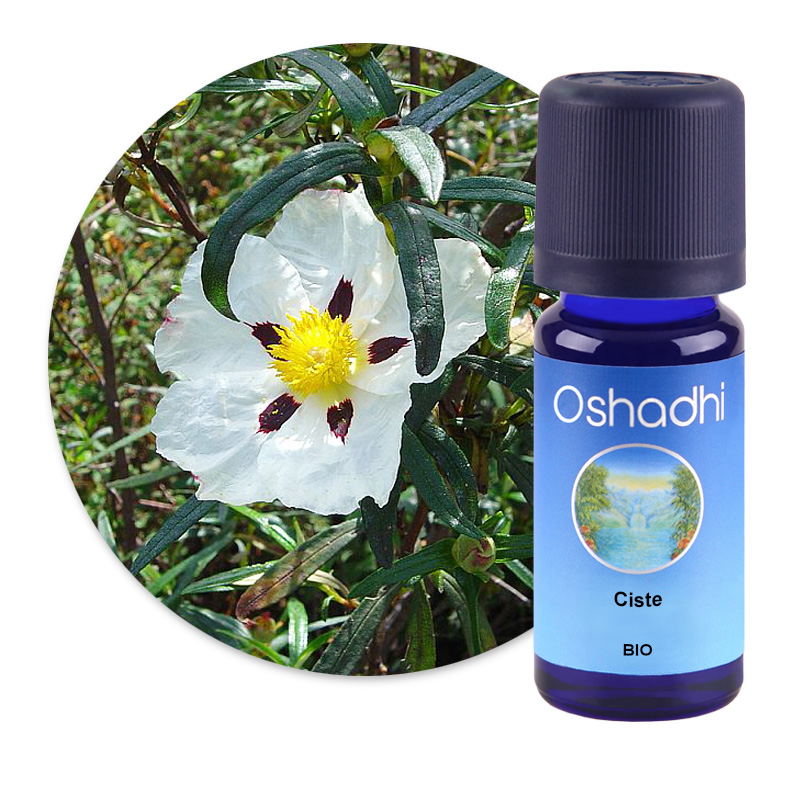 Ciste BIO [1251]