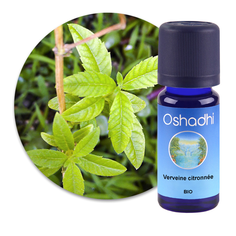 Verveine citronnée [1335]