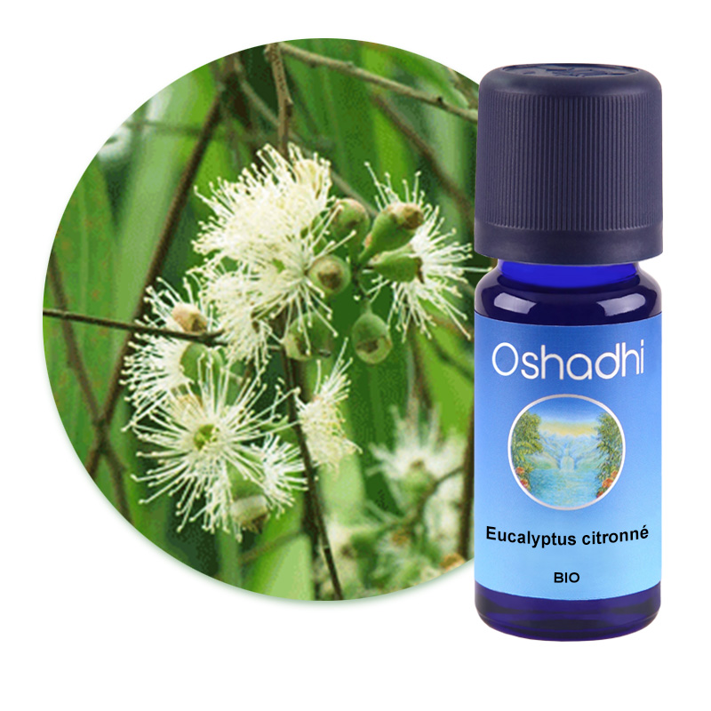 Eucalyptus citronné [1396]