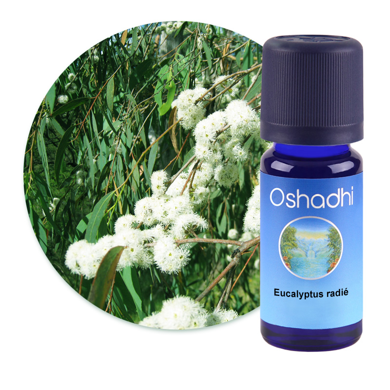 Eucalyptus radié [1400]