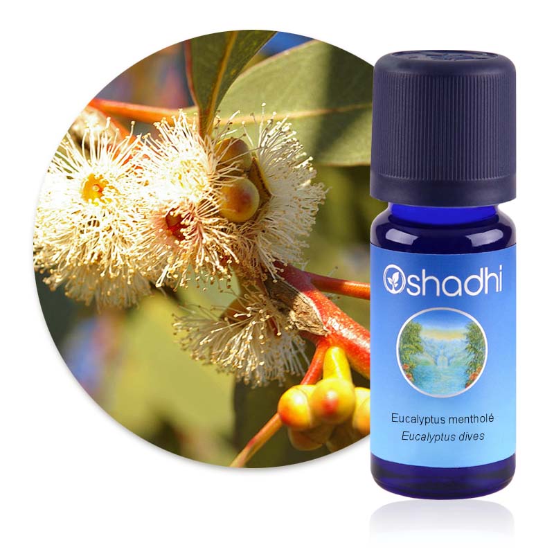 Eucalyptus mentholé [1420]