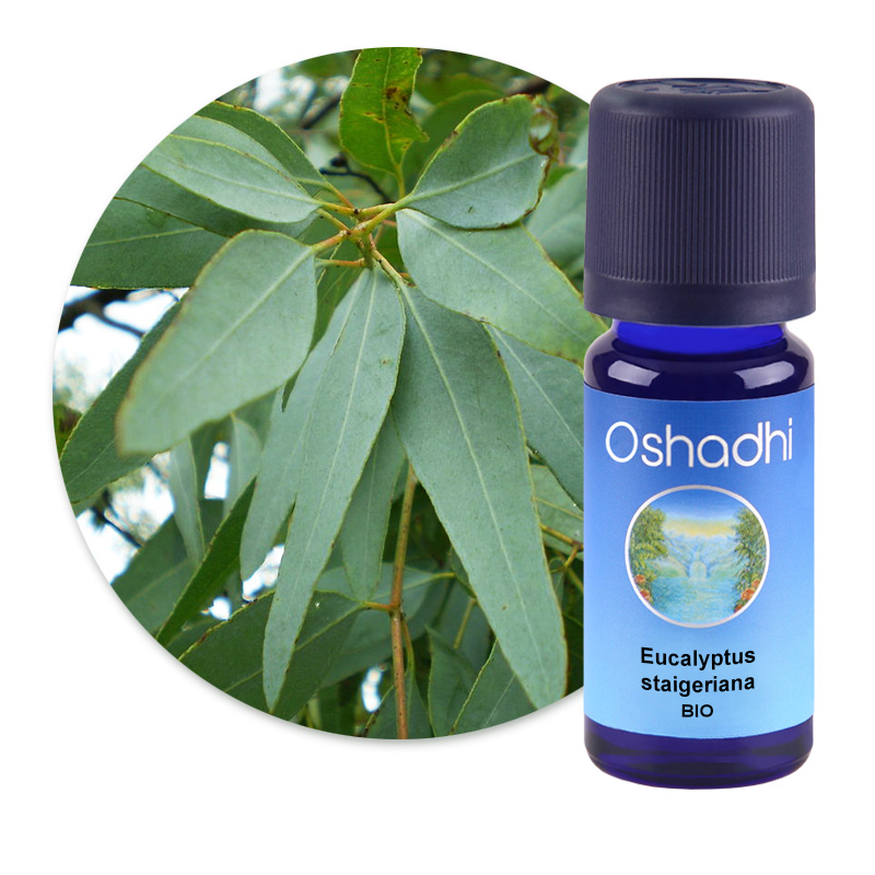 Eucalyptus staigeriana [1430]