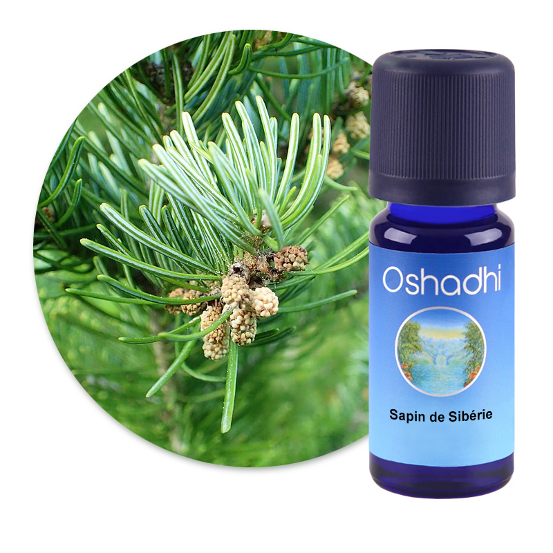 Sapin de Sibérie [1460]