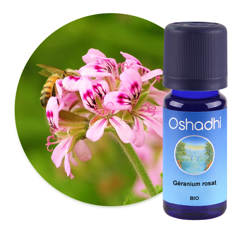 Géranium rosat [1506]