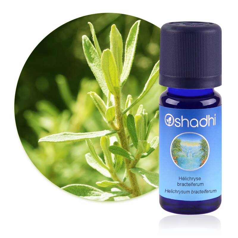 Hélichryse bracteiferum [1591]