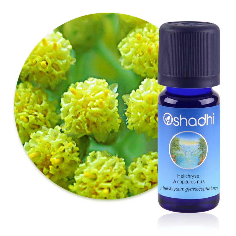 Hélichryse à capitules nus [1593]