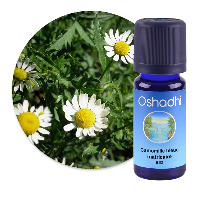 Camomille bleue matricaire [1680]