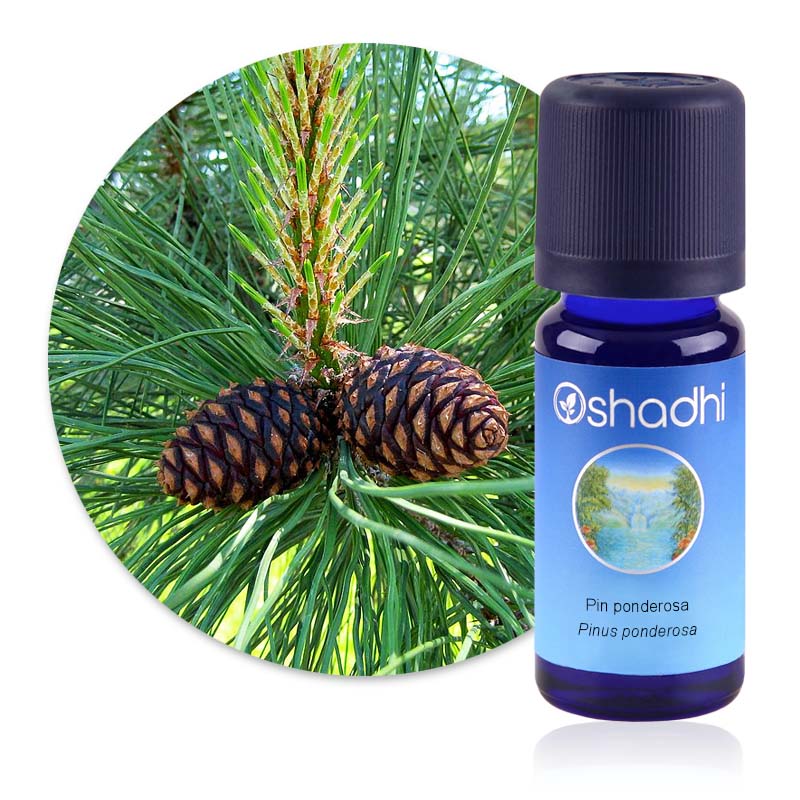 Pin ponderosa [1767]