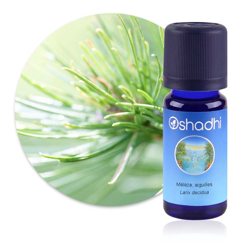 Mélèze, aiguilles [1852]