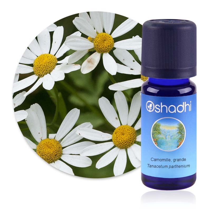 Camomille, grande [2164]