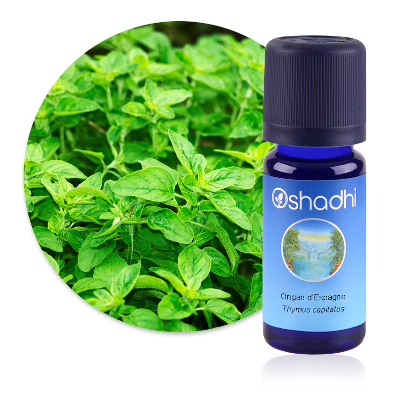 Origan d'Espagne [2341]