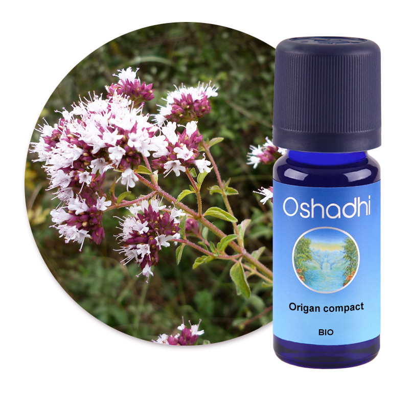 Origan compact [2348]