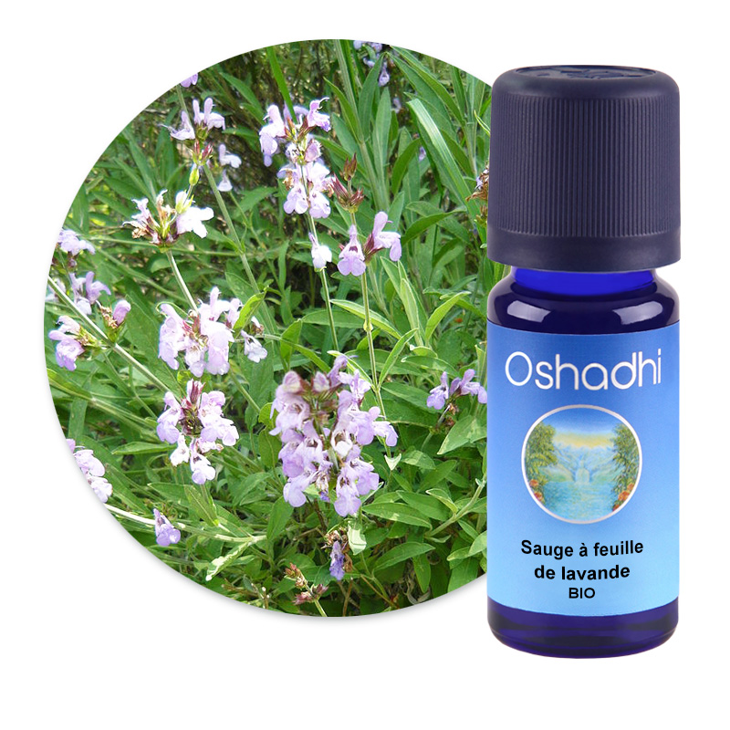 Sauge à feuille de lavande [2650]