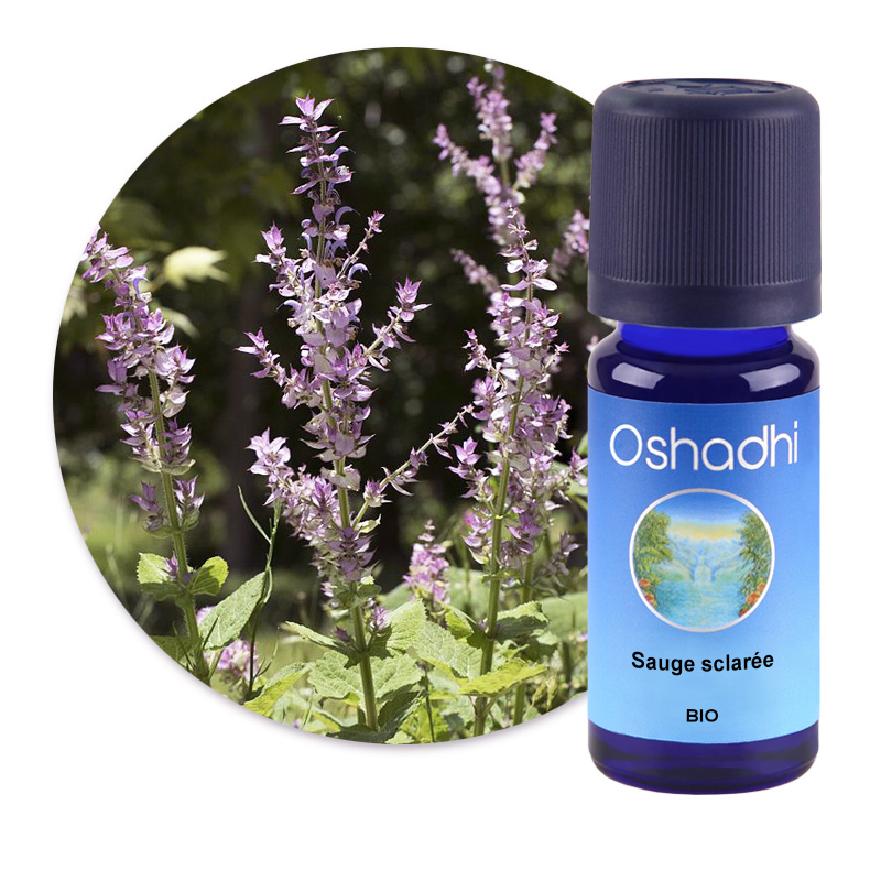 Sauge sclarée BIO [2665]