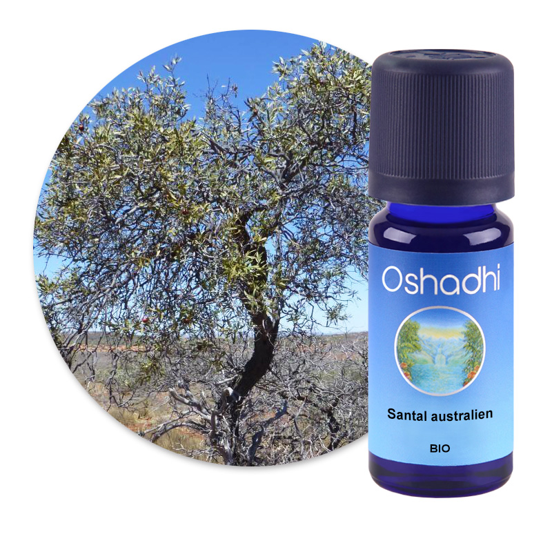 Santal australien [2684]