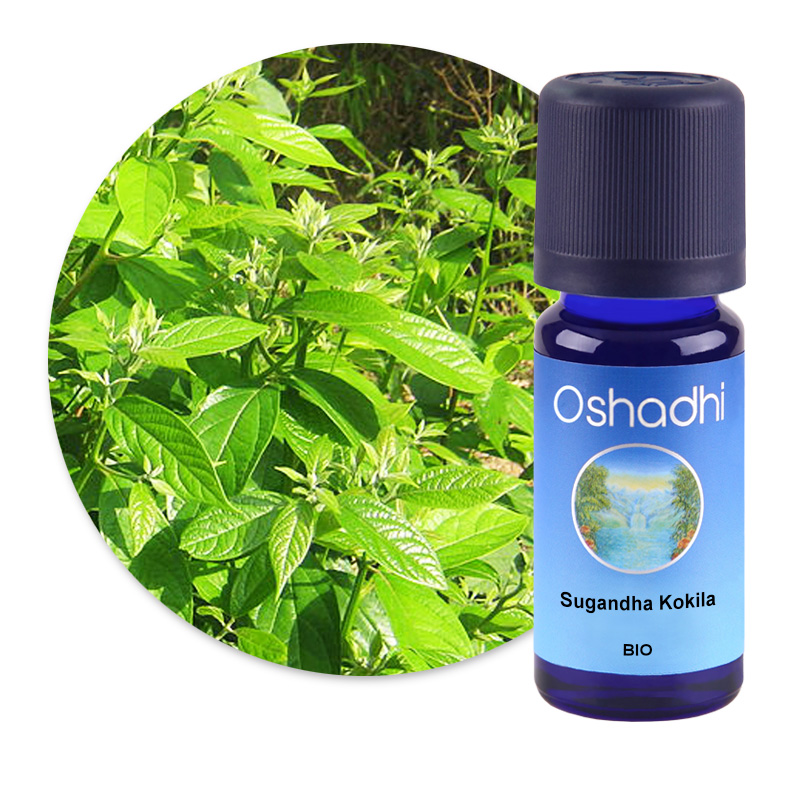 Sugandha Kokila [2736]