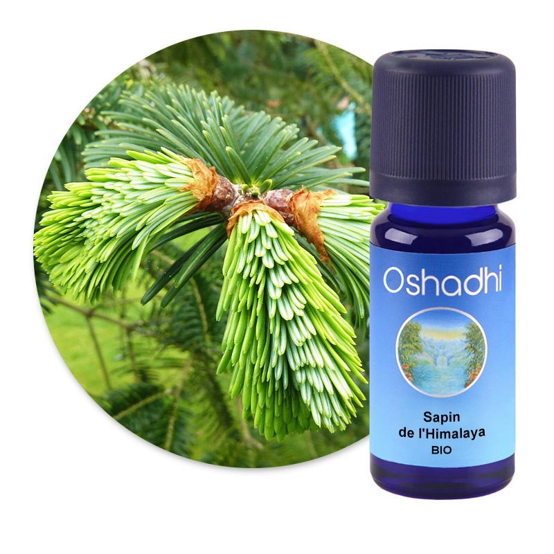 Sapin de l'Himalaya [2767]