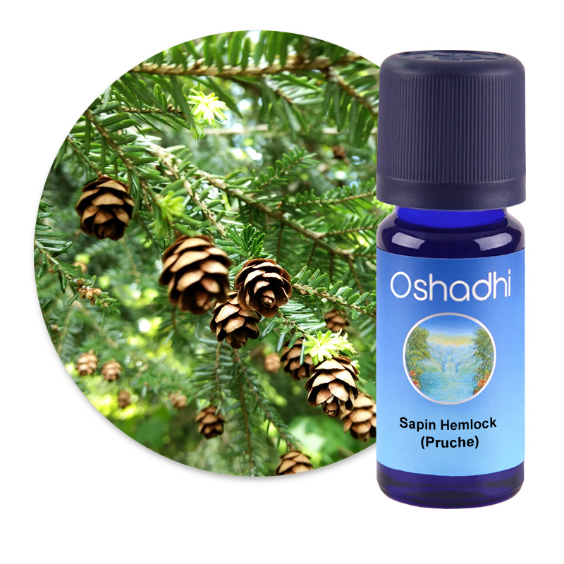 Sapin Hemlock (Pruche) [2769]