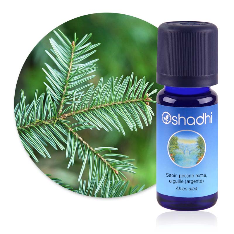 Sapin pectiné, aiguille [2777]