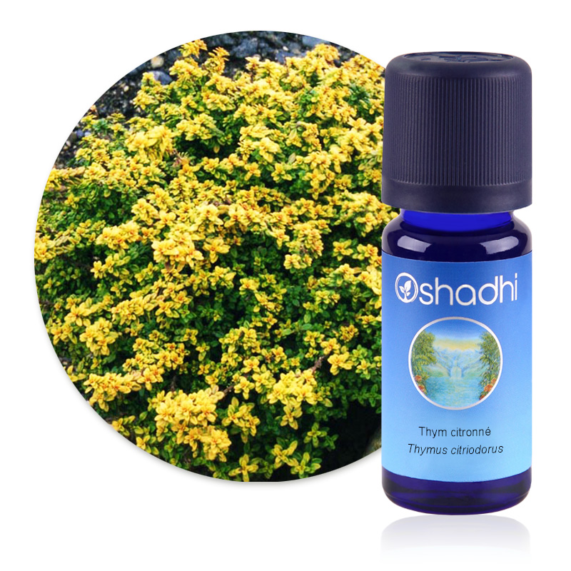 Thym citronné [2869]