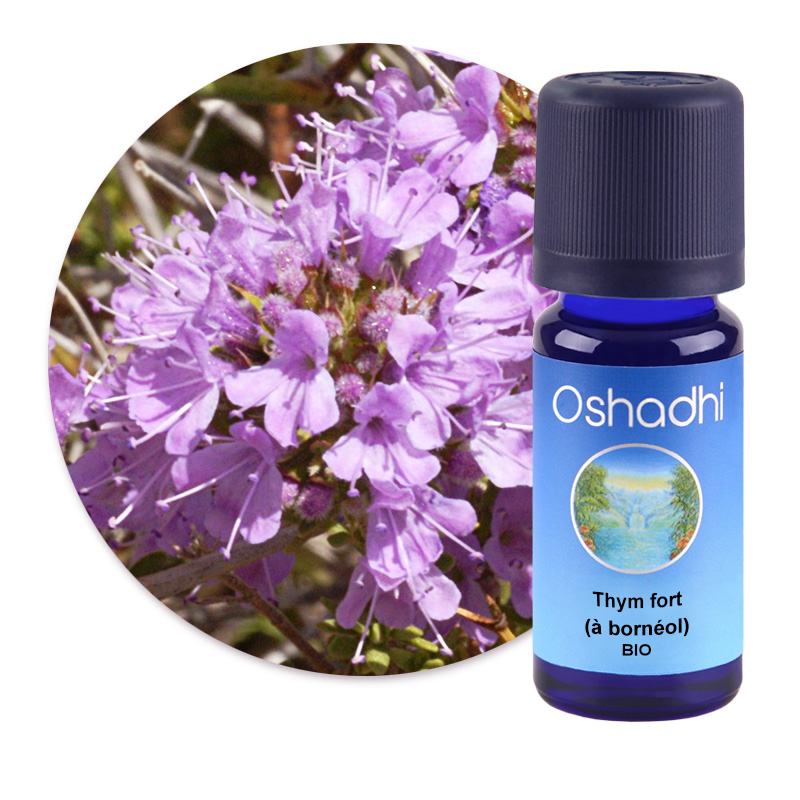Thym fort (à bornéol) [2885]