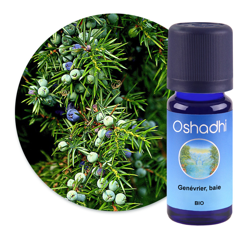 Genévrier, baie [2986]