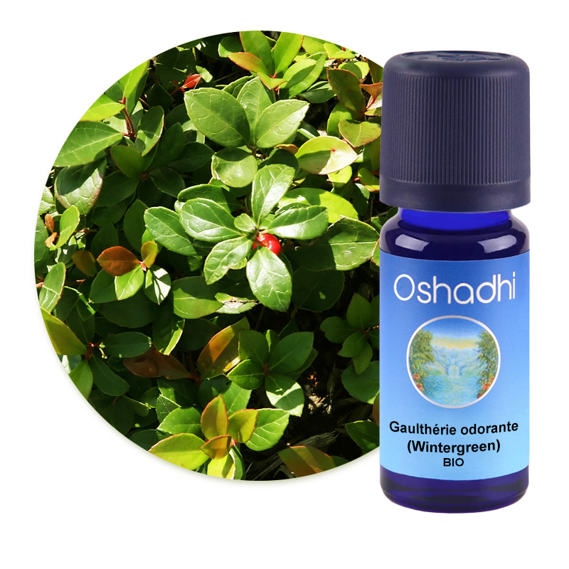 Gaulthérie odorante (Wintergreen) [3024]