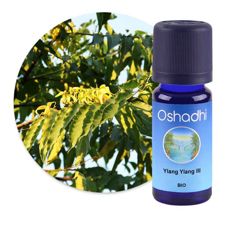 Ylang Ylang III [3028]