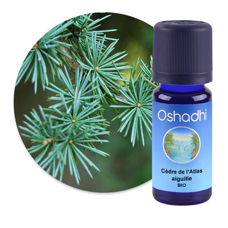 Cèdre de l'Atlas, aiguille [3090]