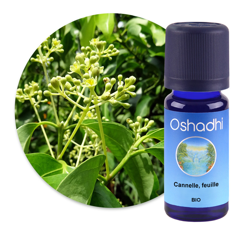 Cannelle, feuille [3131]