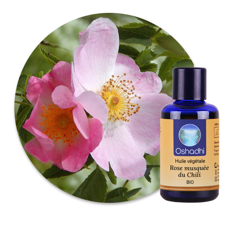 Rose musquée du Chili [6651]
