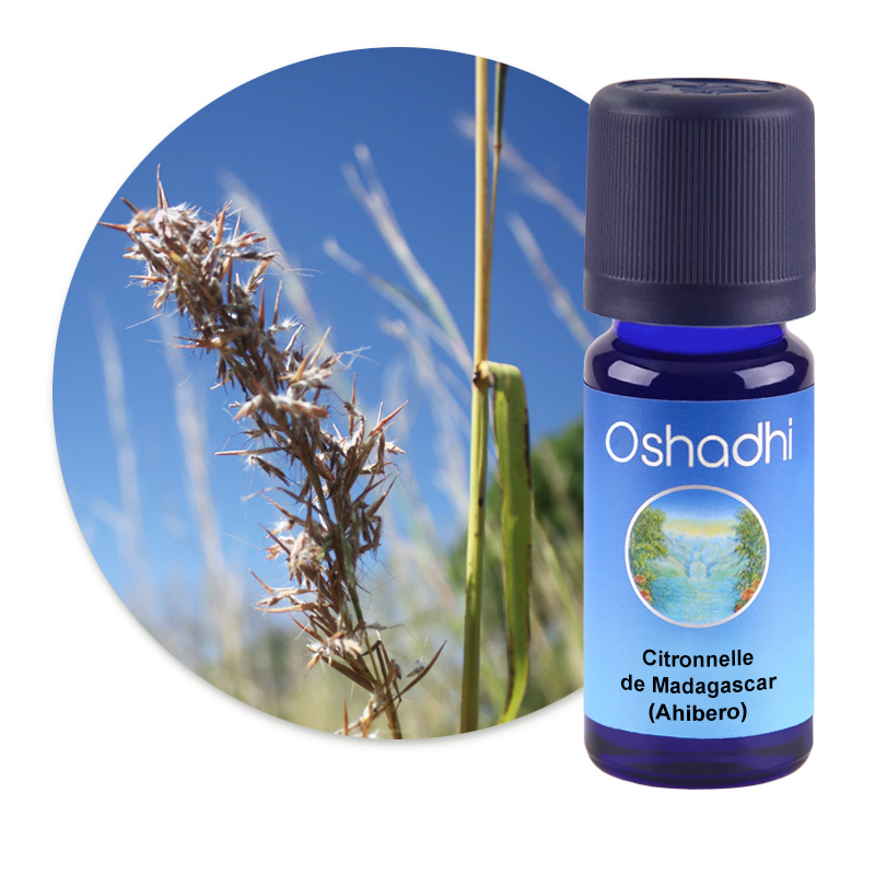 Citronnelle de Madagascar (Ahibero) [1007]