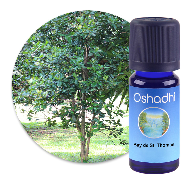 Bay de St. Thomas [1145]