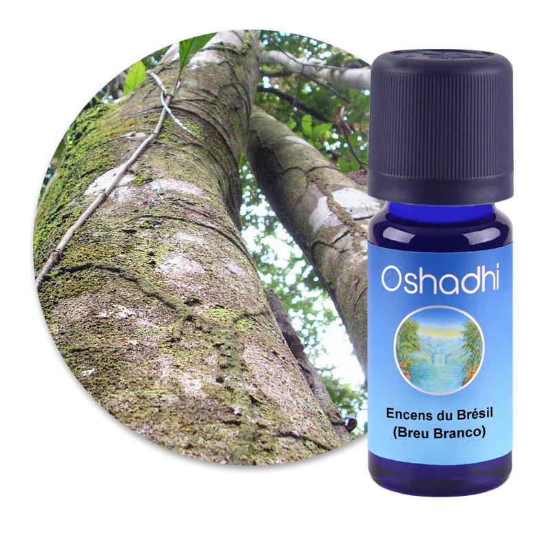 Encens du Brésil (Breu Branco) [1204]