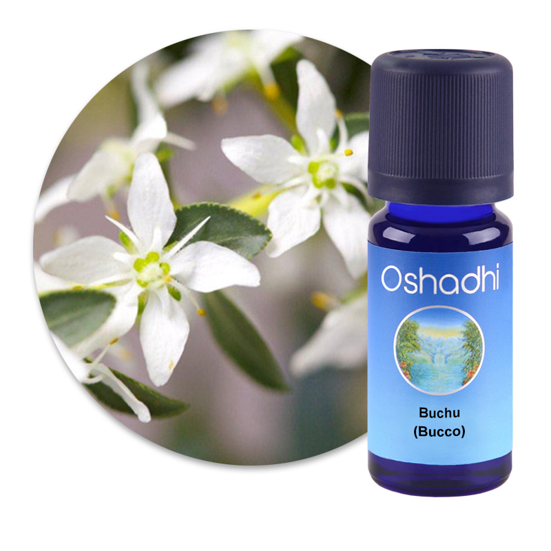 Buchu (Bucco) [1210]