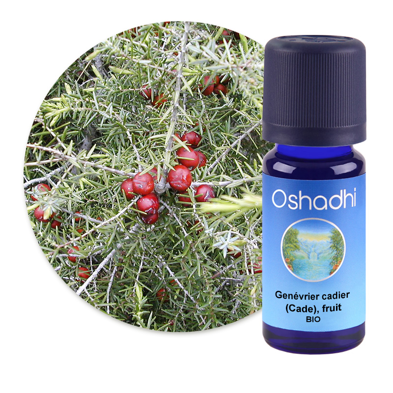Genévrier cadier (Cade), fruit [1224]