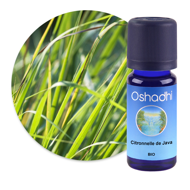 Citronnelle de Java [1261]