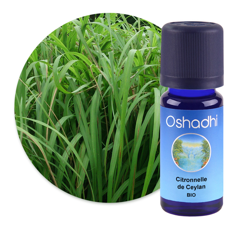 Citronnelle de Ceylan [1266]