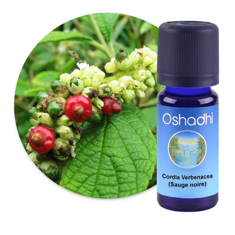 Cordia Verbenacea (Sauge noire) [1282]