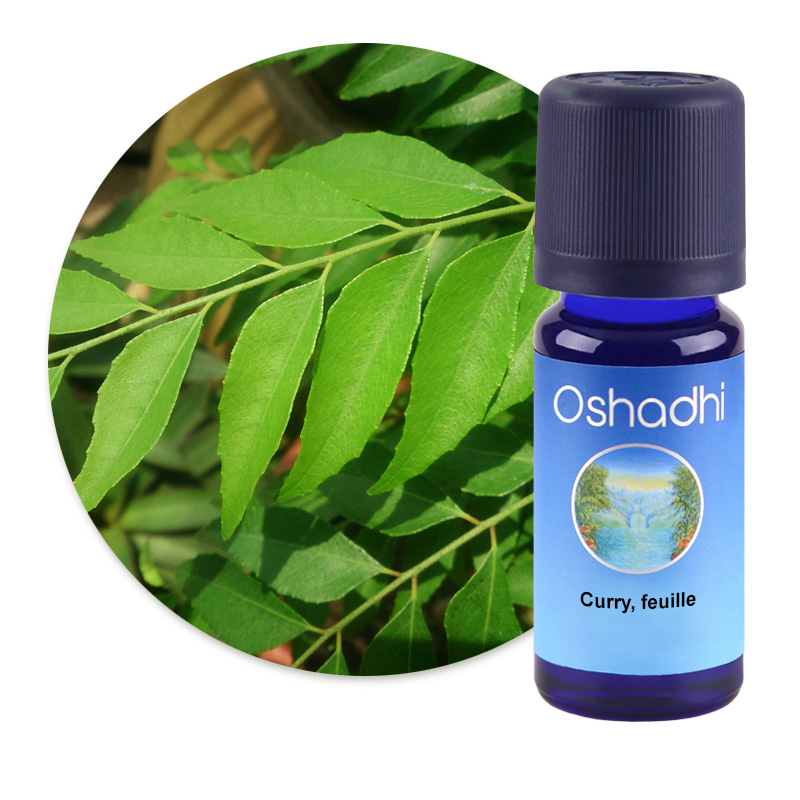 Curry, feuille [1287]