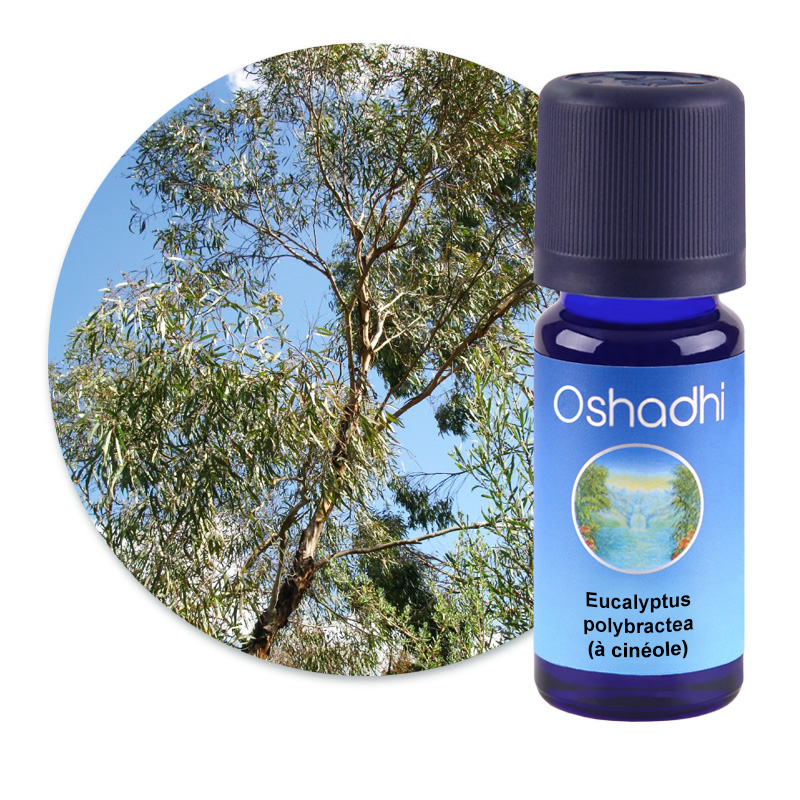 Eucalyptus polybractea (à cinéole) [1410]