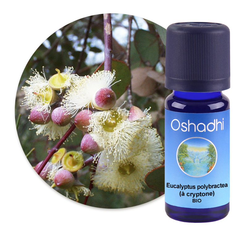 Eucalyptus polybractea (à cryptone) [1415]