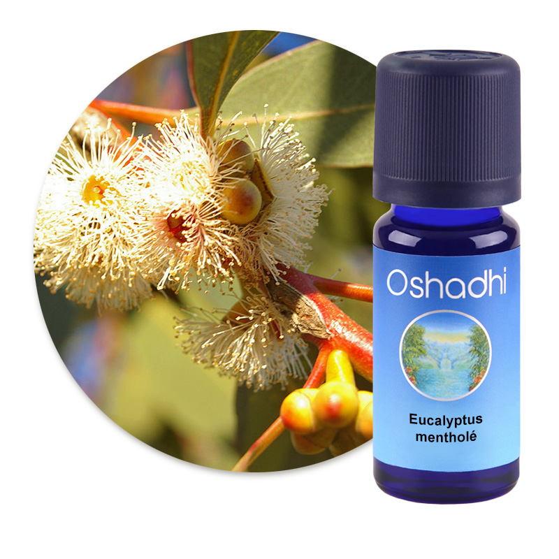 Eucalyptus mentholé [1420]