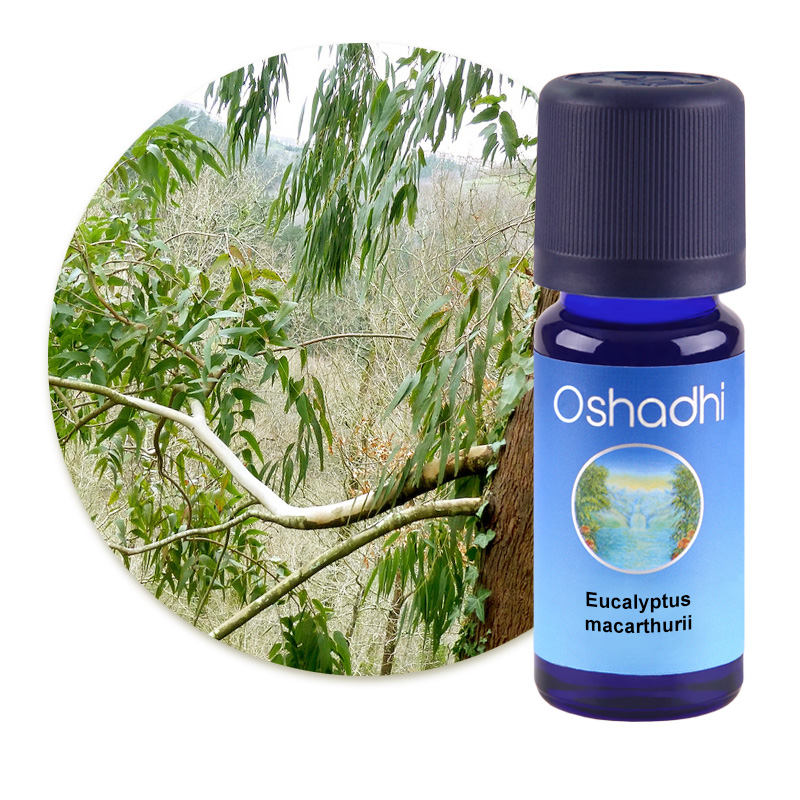 Eucalyptus macarthurii [1436]