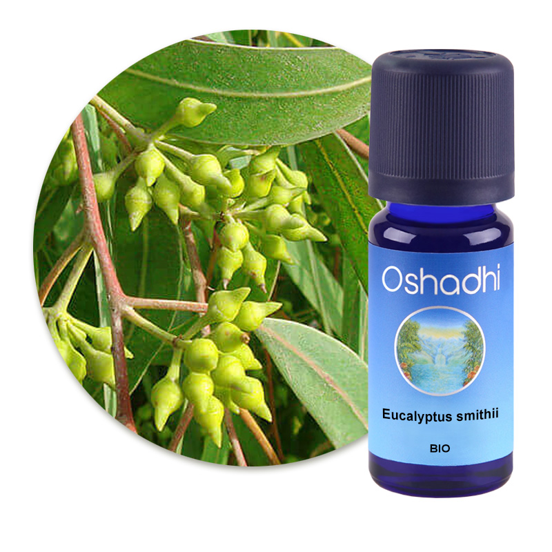 Eucalyptus smithii [1437]