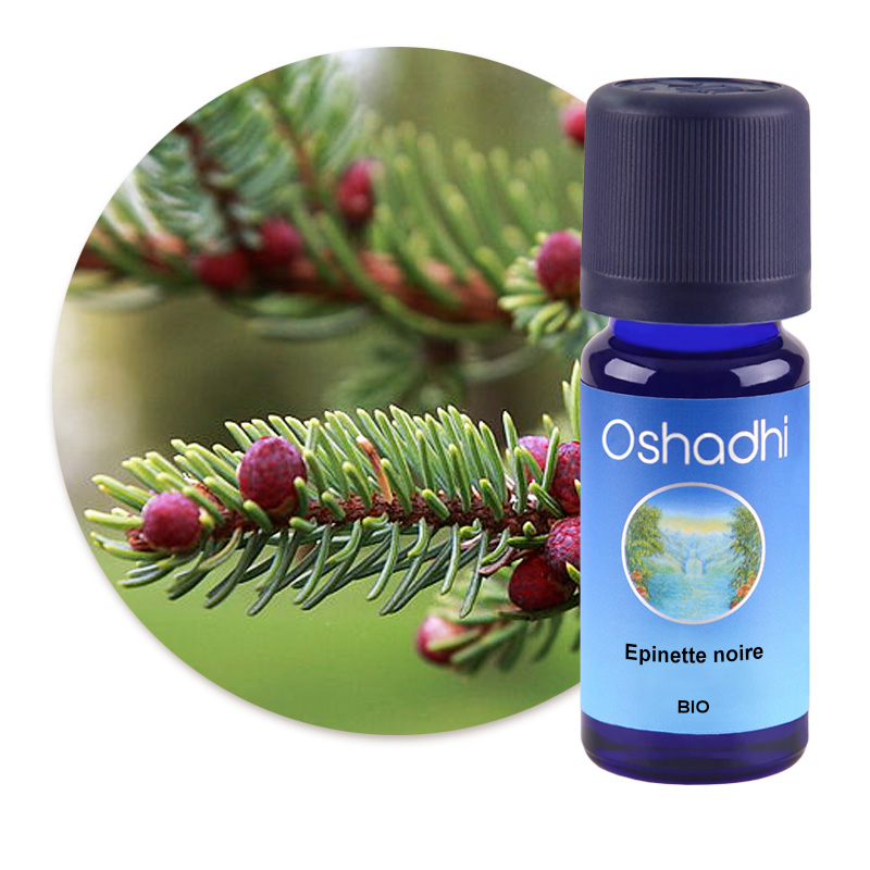 Epinette noire [1465]