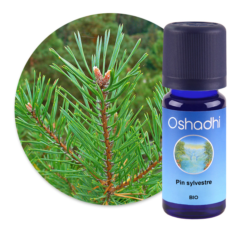 Pin sylvestre [1475]