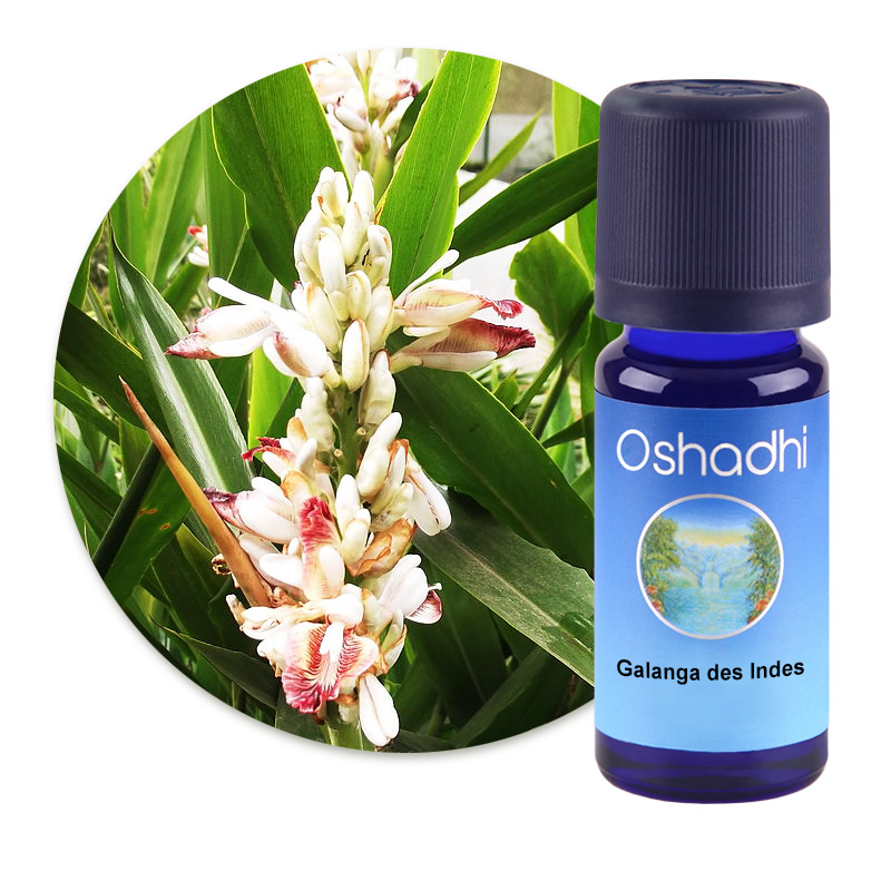 Galanga des Indes [1483]